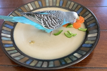 Bitsy the Budgie on a plate of snacks